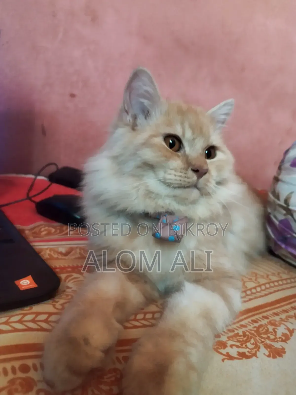 6-12 Months Male Purebred Persian