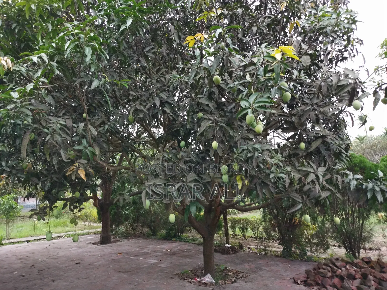 আম বিক্রয় বাগান সহ