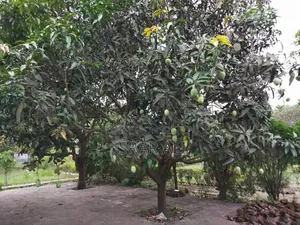 আম বিক্রয় বাগান সহ