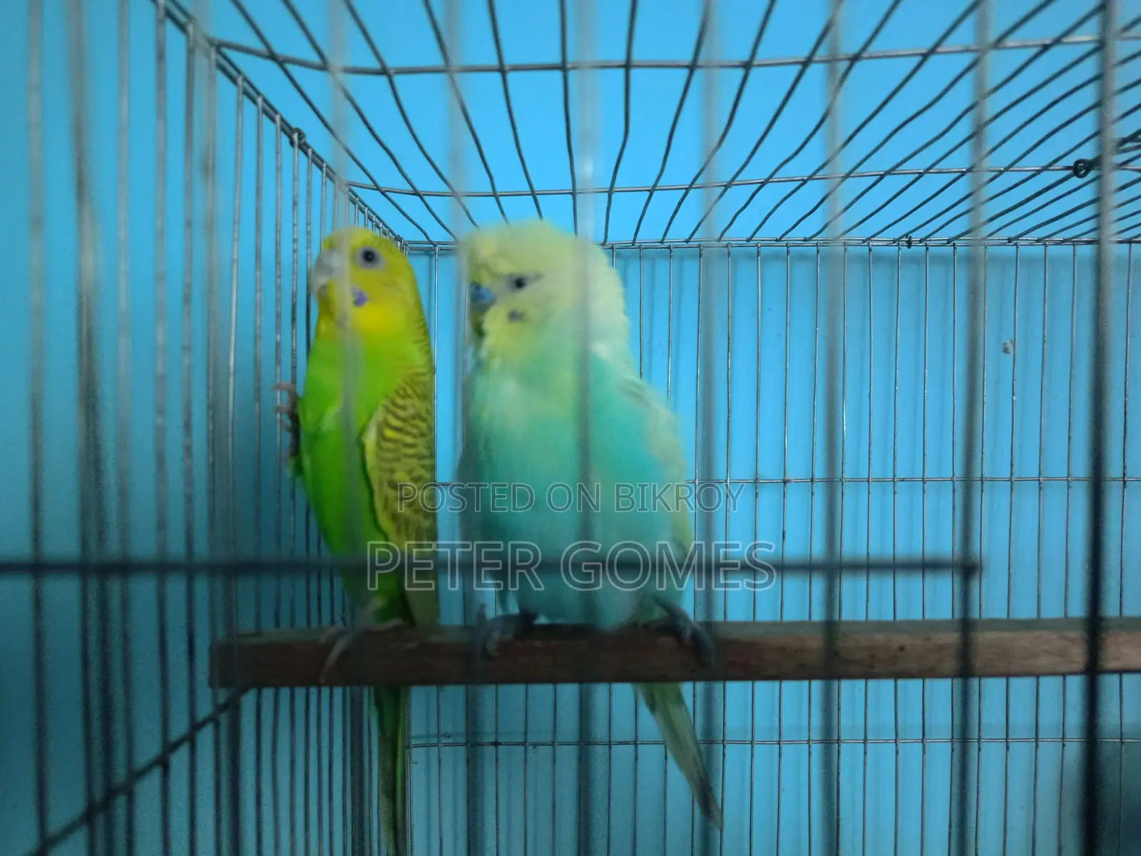 Playful Budgies