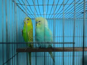 Playful Budgies