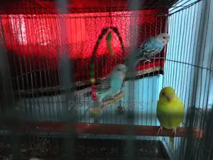Playful Budgies