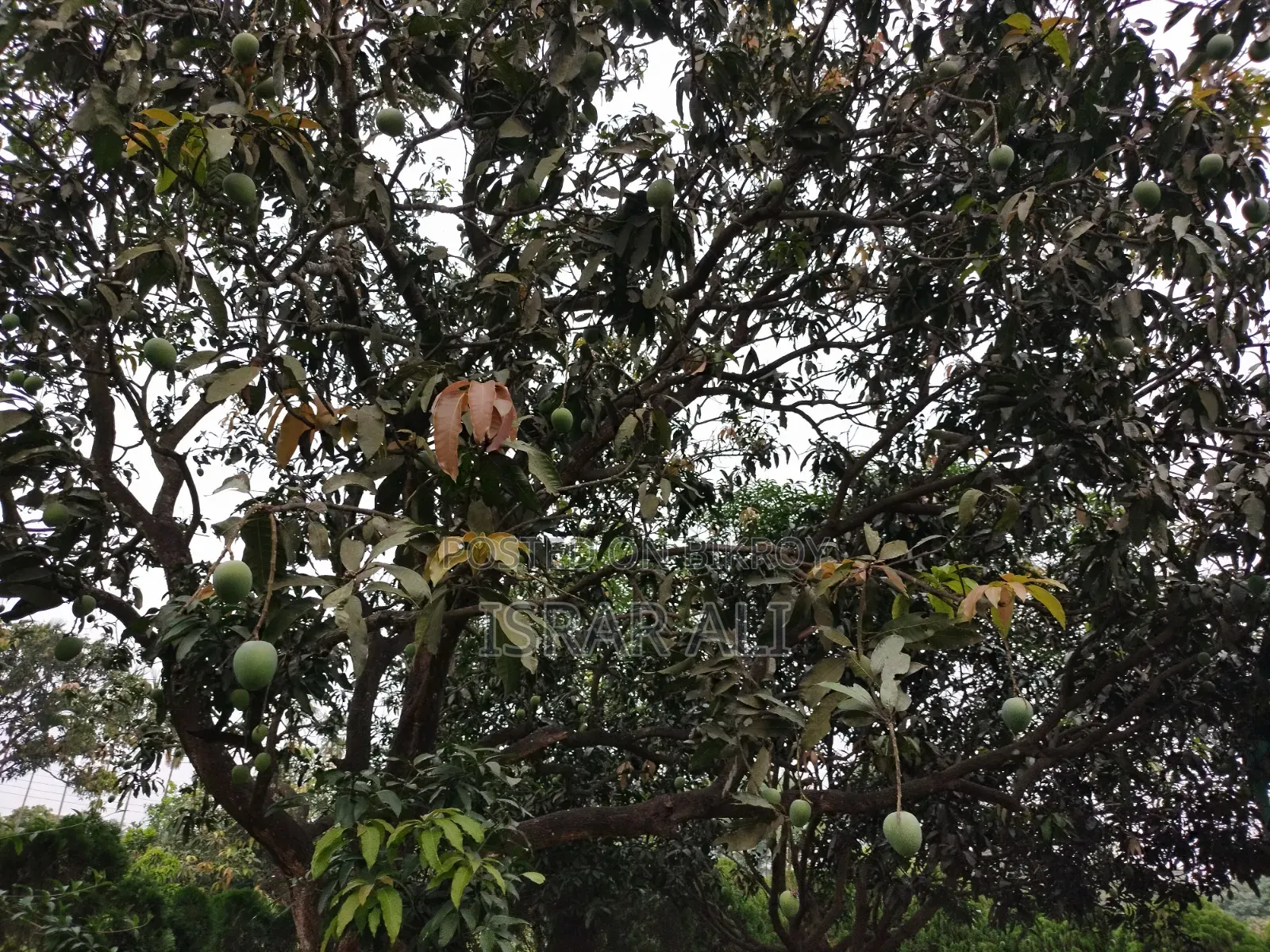 আম বিক্রয় বাগান সহ