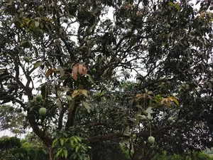 আম বিক্রয় বাগান সহ