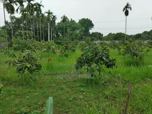 আম বিক্রয় বাগান সহ