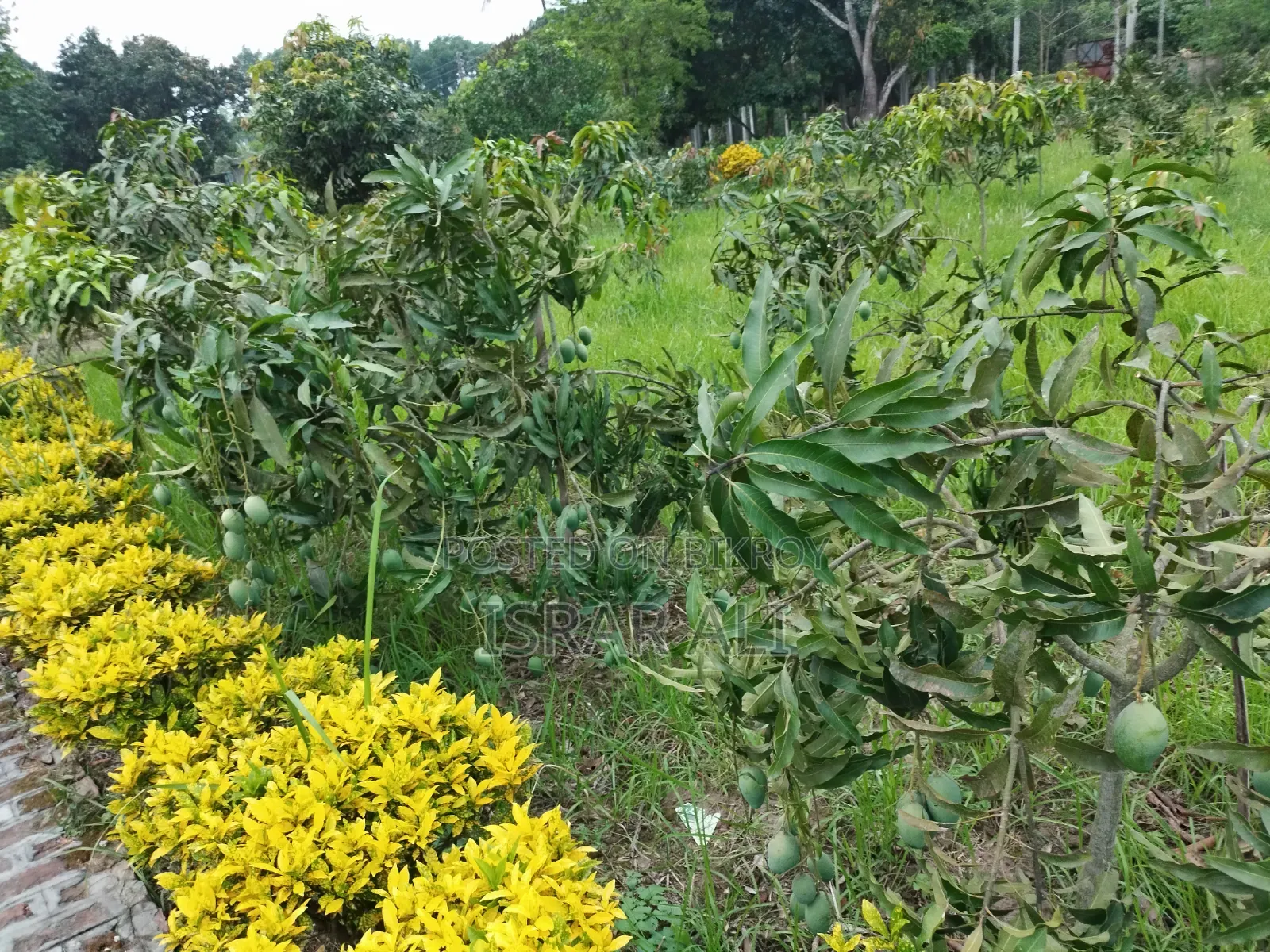 আম বিক্রয় বাগান সহ