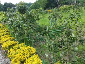 আম বিক্রয় বাগান সহ