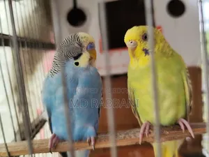 Budgerigar Birds for Sale