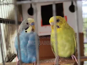 Budgerigar Birds for Sale