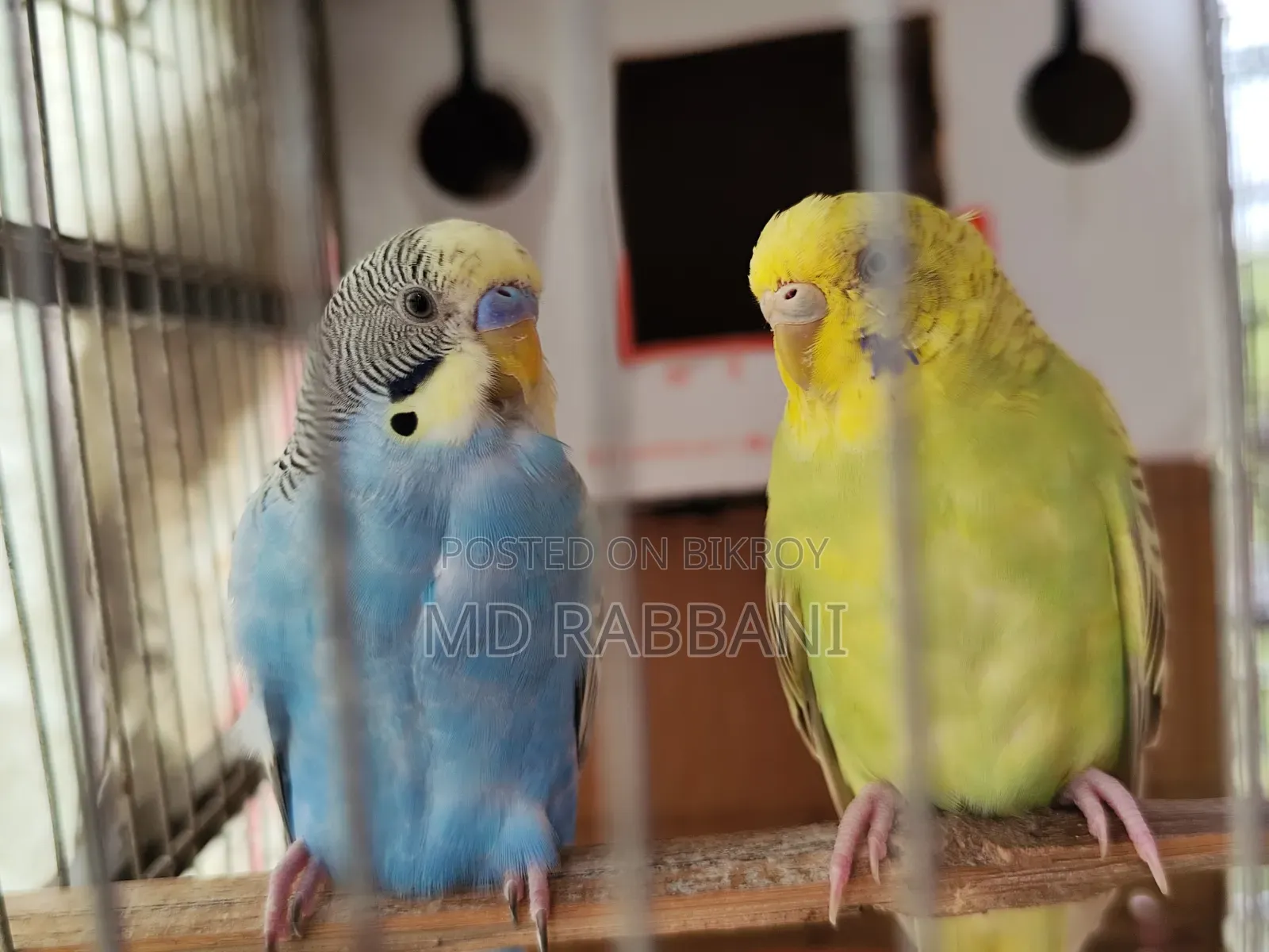 Budgerigar Birds for Sale
