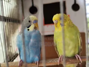 Budgerigar Birds for Sale