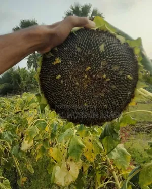 সূর্যমুখীর তেল বিক্রি হবে