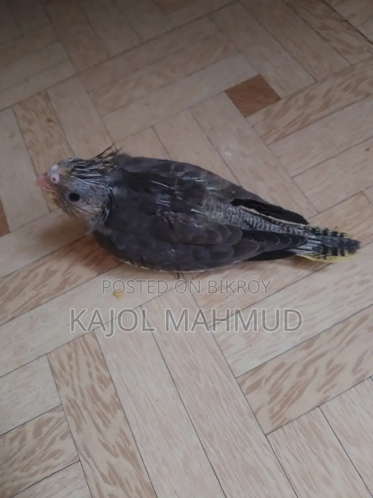 Cockatiel Bird Chick