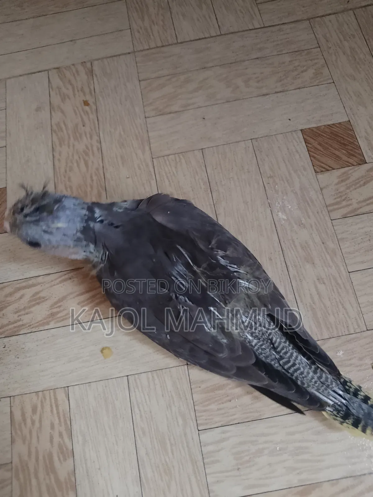 Cockatiel Bird Chick