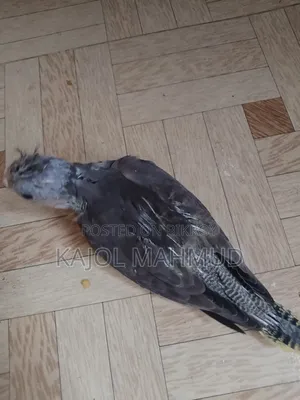 Cockatiel Bird Chick