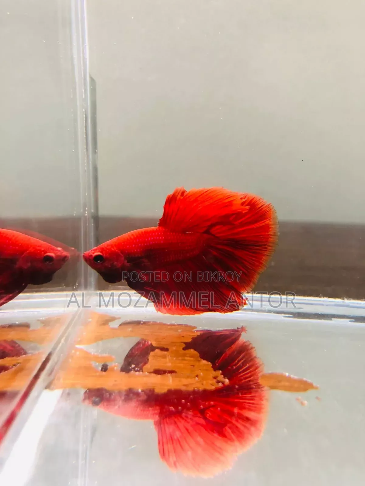 Betta Fish