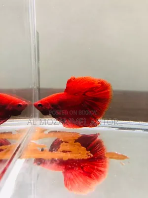 Betta Fish