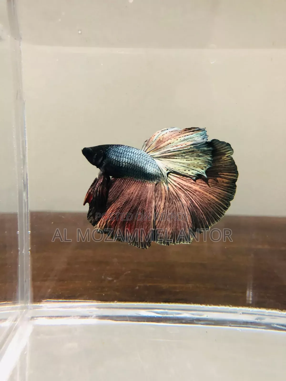 Betta Fish