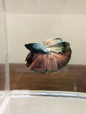 Betta Fish