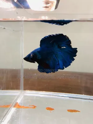 Betta Fish