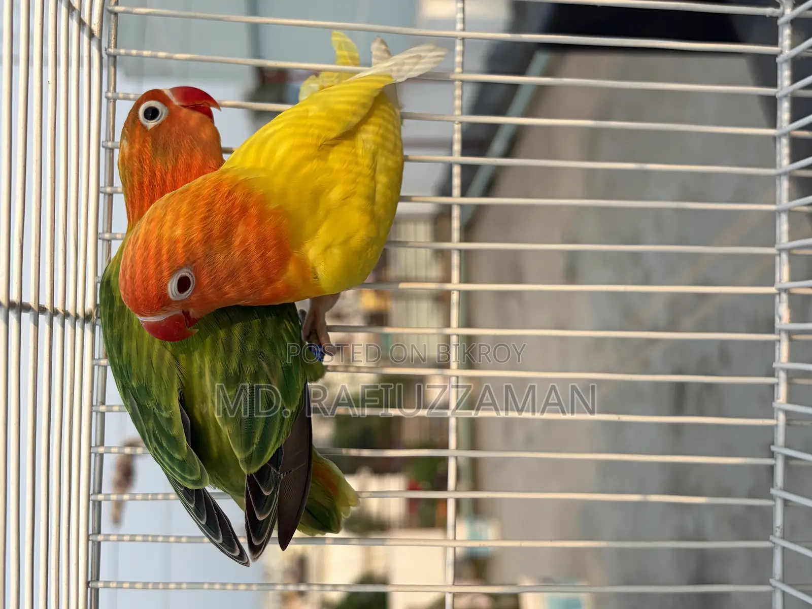 Lovebirds DNA Pair