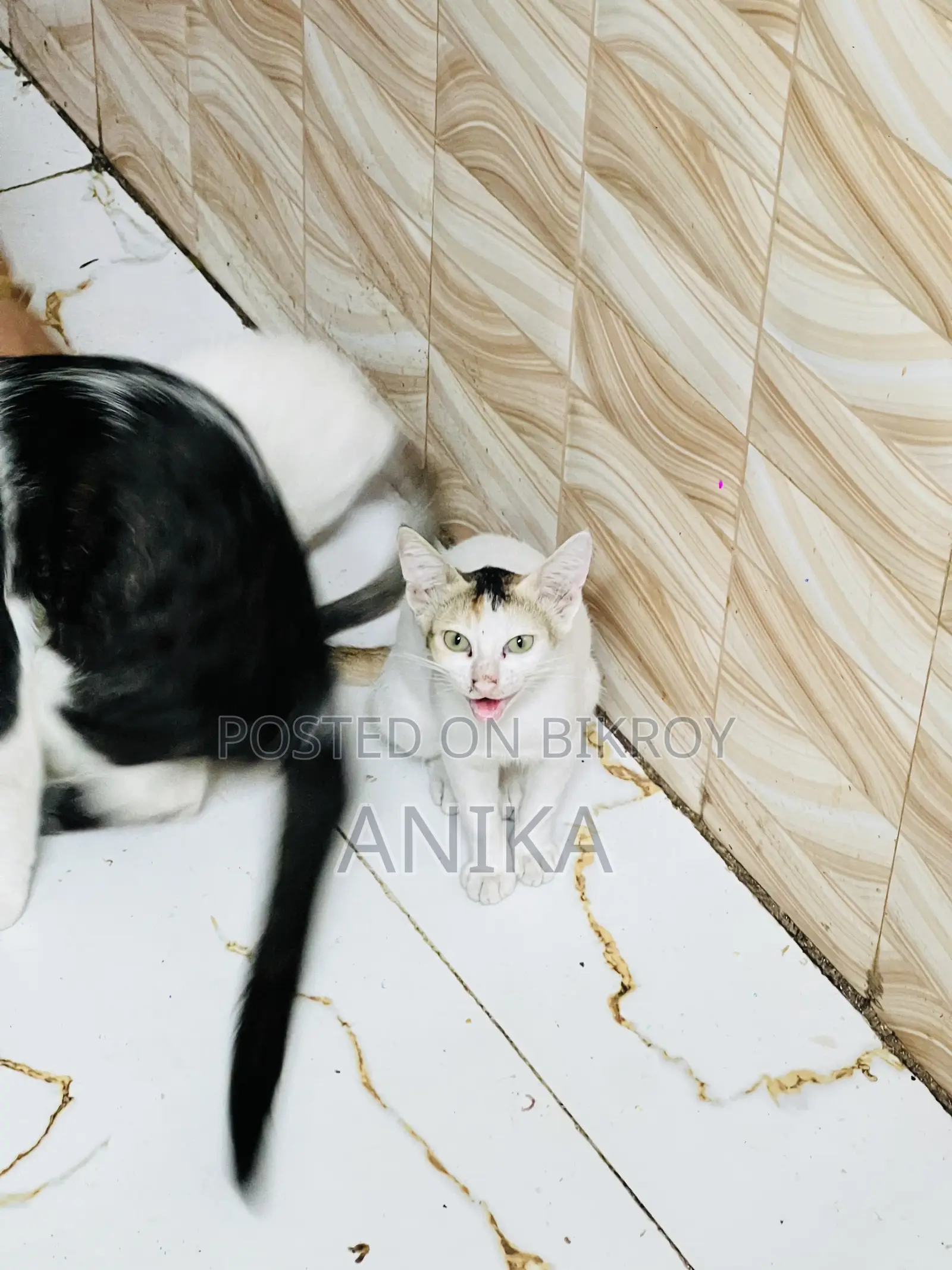 1-3 Months Female Mixed Breed Bengal