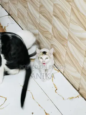 1-3 Months Female Mixed Breed Bengal