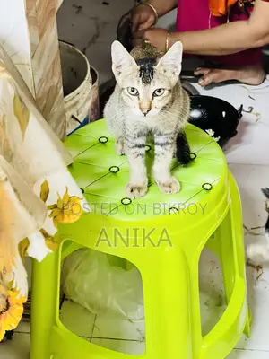 1-3 Months Female Mixed Breed Bengal