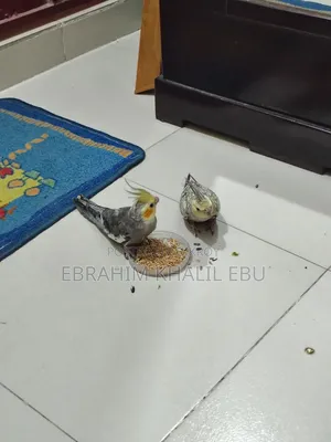 ককাটেল (Cockatiel) পাখি
