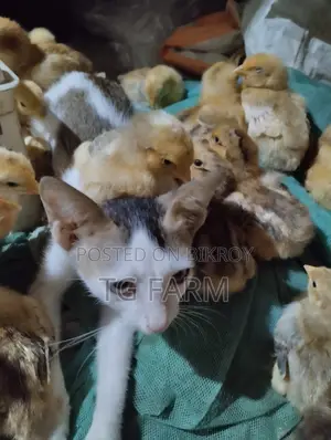 টাইগার মুরগির বাচ্চা বিক্রি হবে।