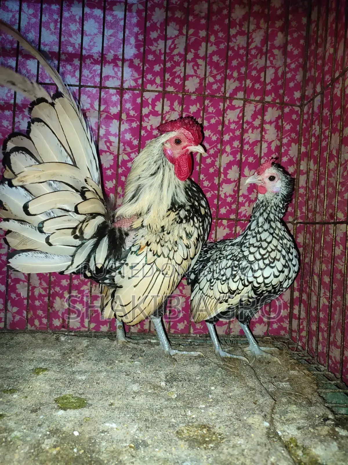 Silver Save Right Running Pair
