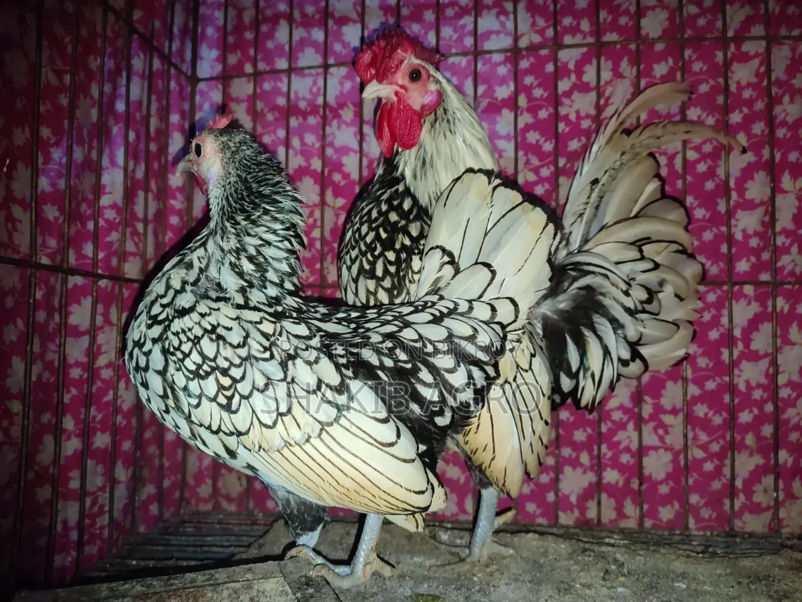 Silver Save Right Running Pair