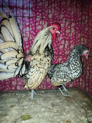 Silver Save Right Running Pair