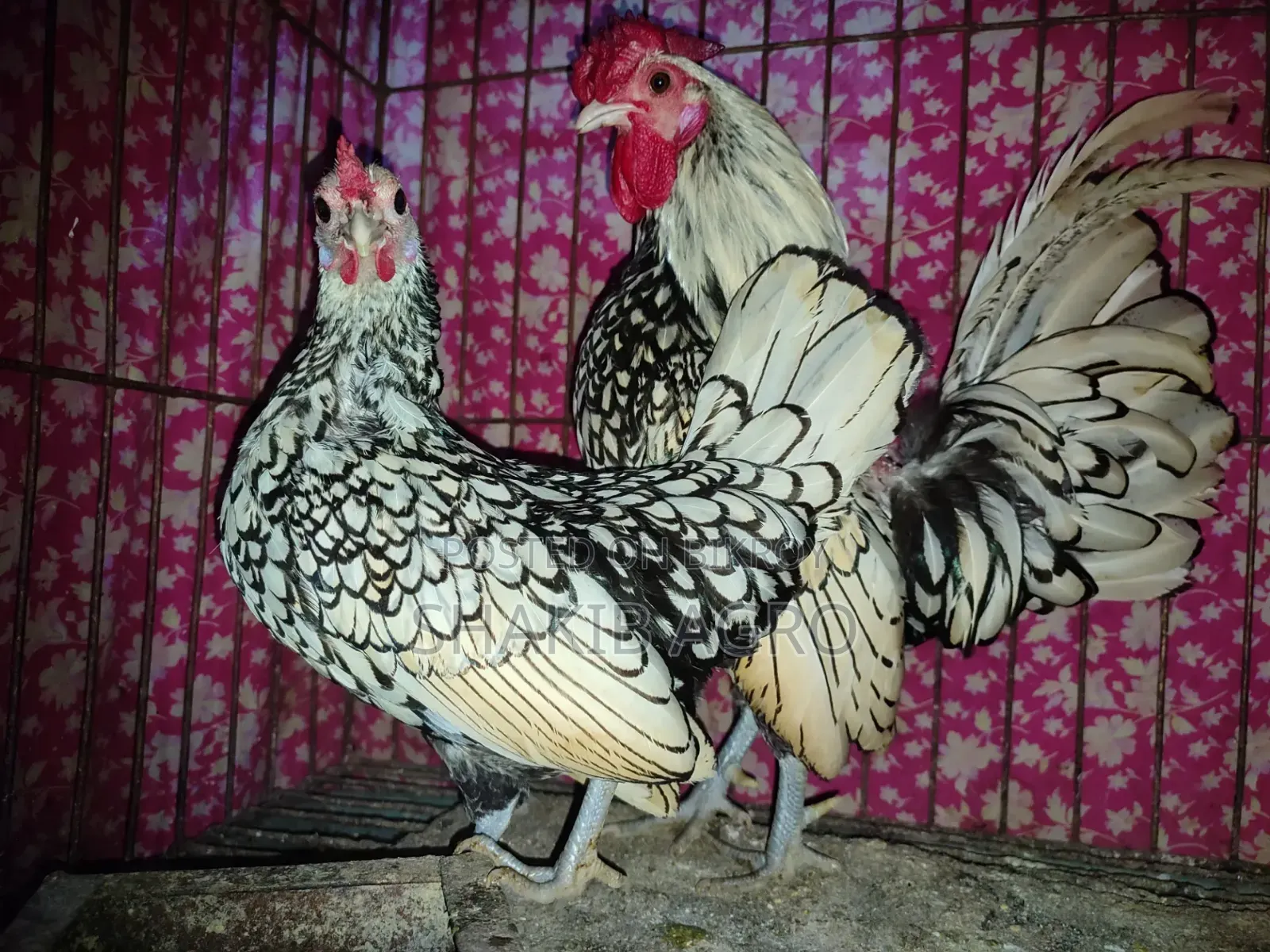 Silver Save Right Running Pair