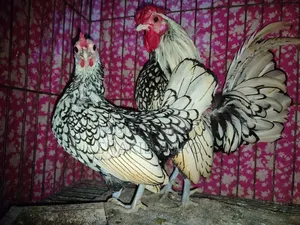 Silver Save Right Running Pair