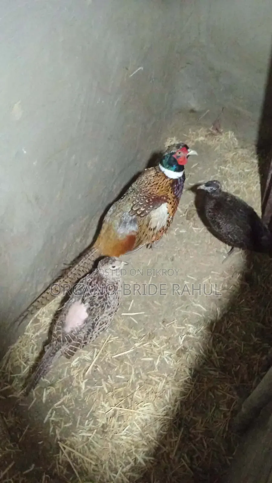 Ring Neck Regent Bird for Sale