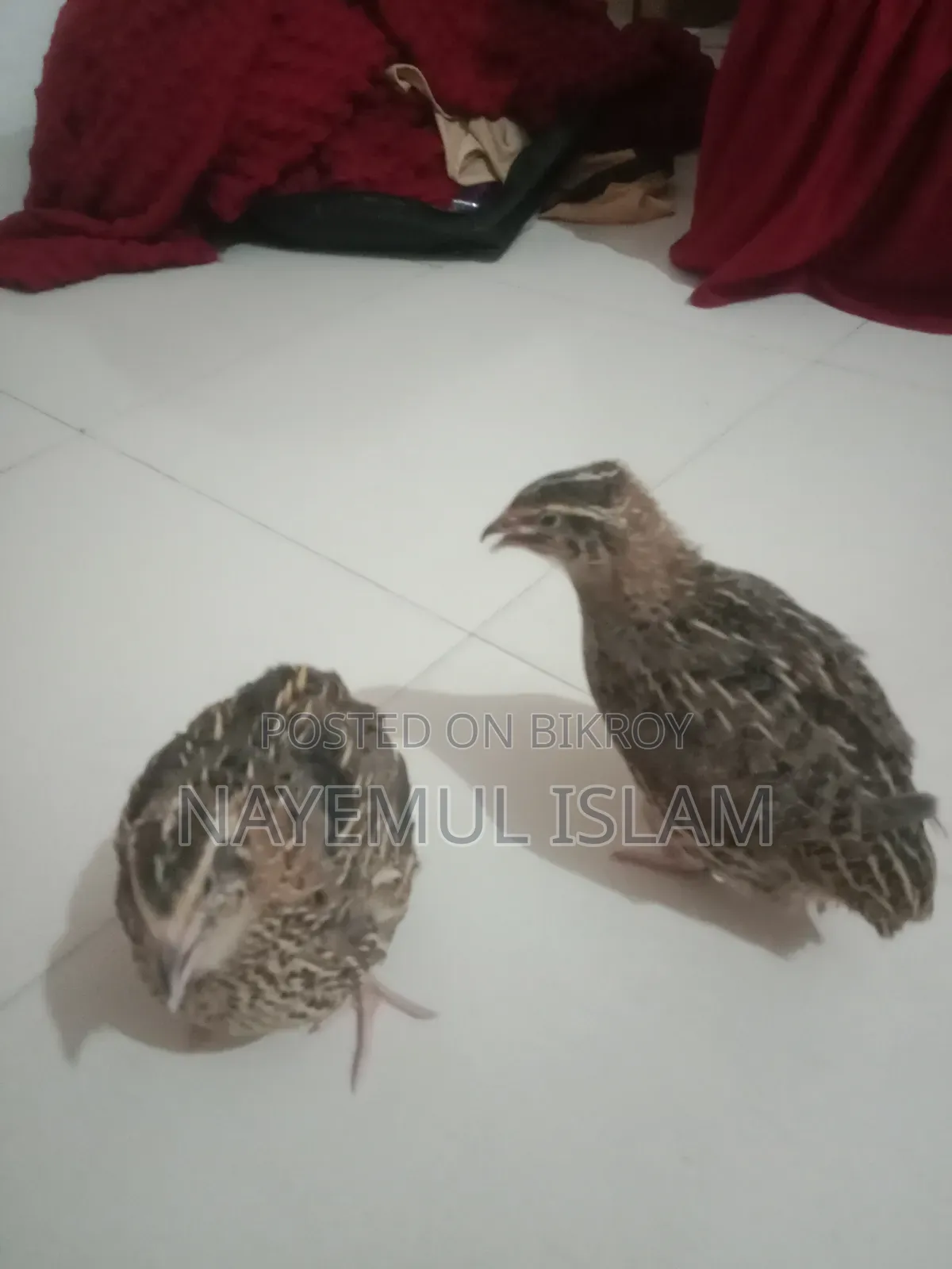 European White Giant Coturnix Quail