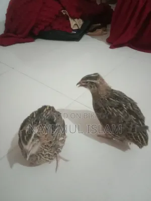 ইউরোপিয়ান হোয়াইট জায়ান্ট কটনিক্স কোয়েল পাখি।