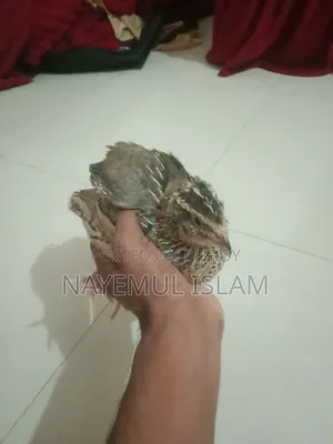 European White Giant Coturnix Quail
