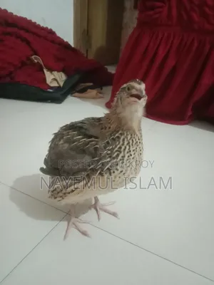 European White Giant Coturnix Quail