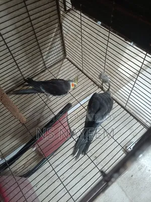 ককাটেল পাখি