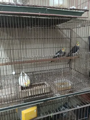 ককাটেল পাখি