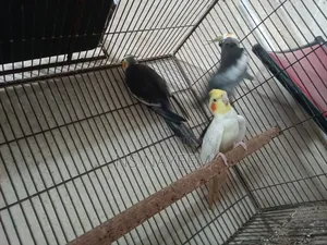 ককাটেল পাখি