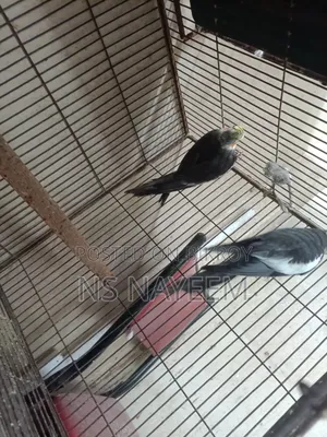 ককাটেল পাখি