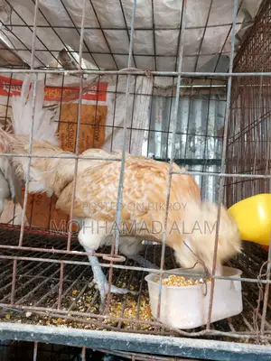 Policecap Chicken