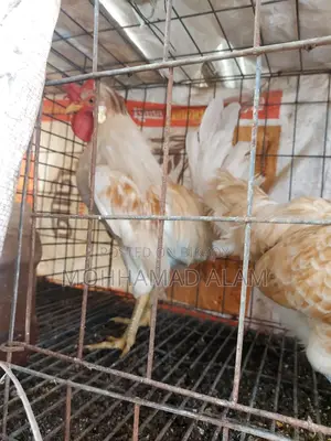 Policecap Chicken