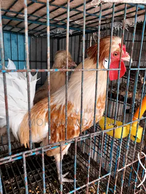 Policecap Chicken