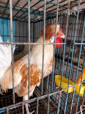 Policecap Chicken