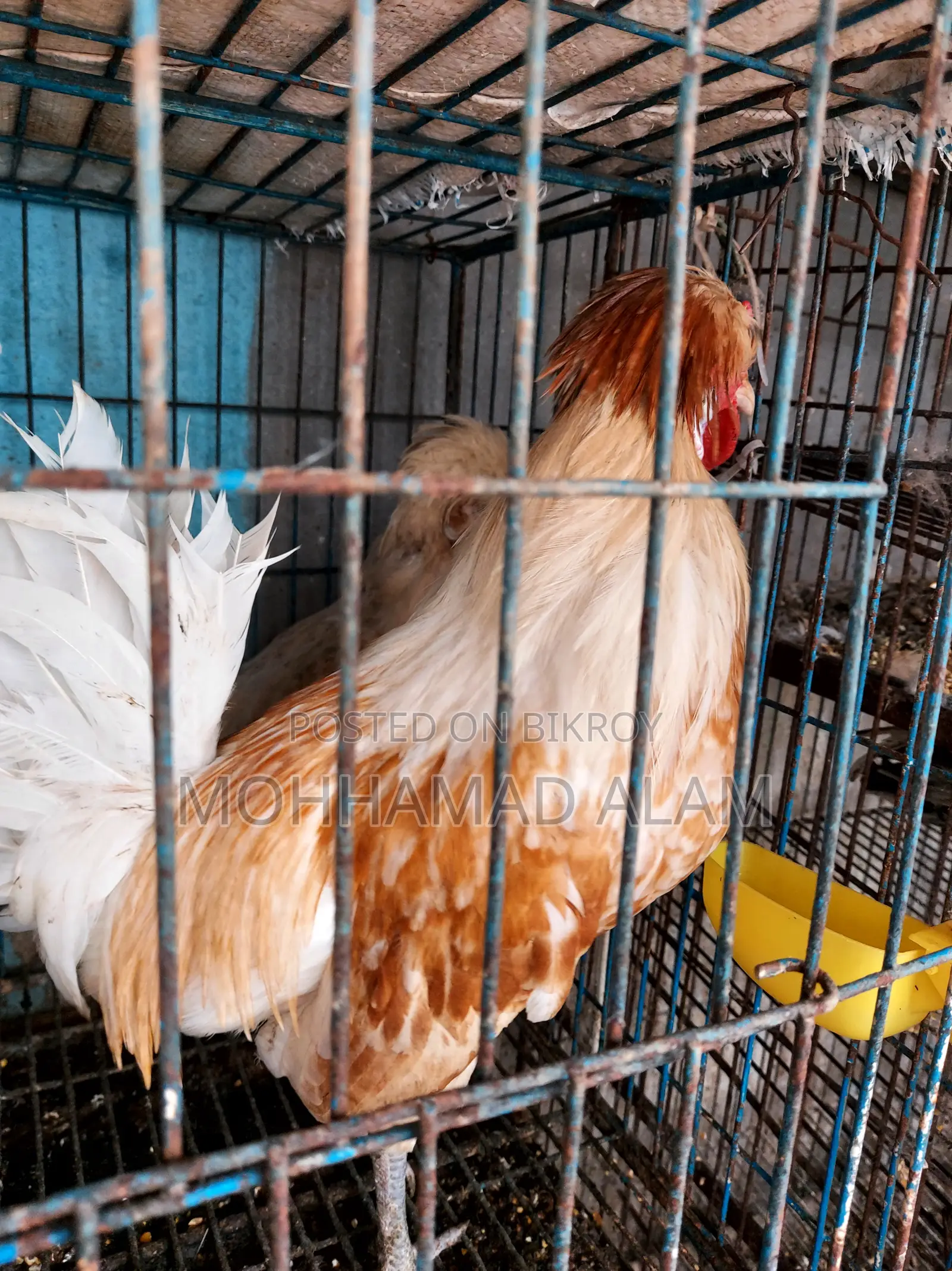 Policecap Chicken