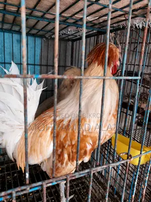 Policecap Chicken